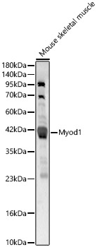 Myod1 Rabbit Polyclonal Antibody