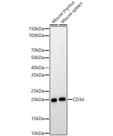 CD3d Rabbit Polyclonal Antibody