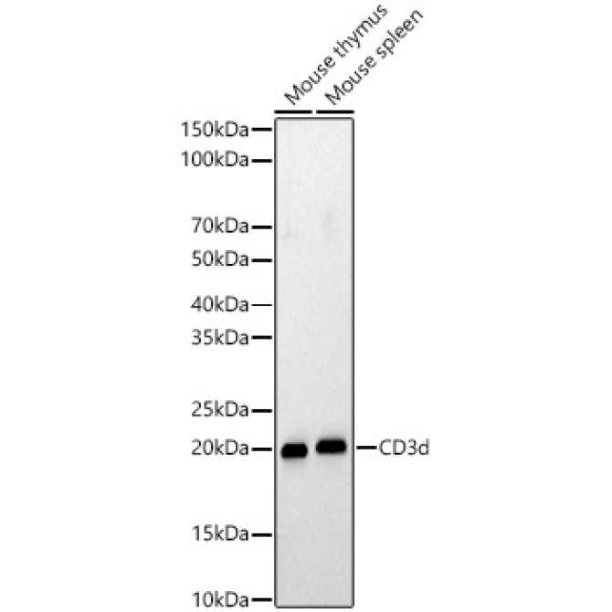CD3d Rabbit Polyclonal Antibody