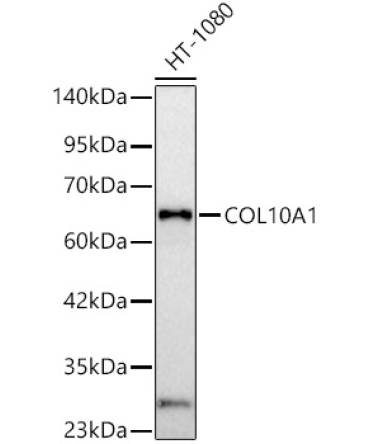COL10A1 Rabbit Polyclonal Antibody
