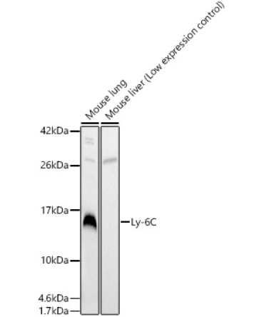 Ly-6C Rabbit Polyclonal Antibody