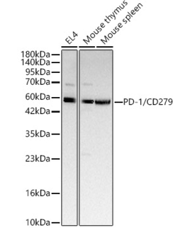 PD-1/CD279 Rabbit Polyclonal Antibody
