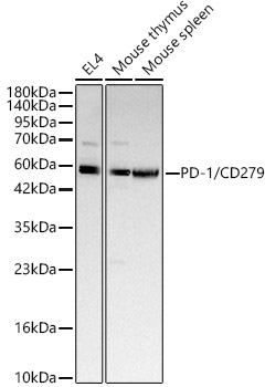 PD-1/CD279 Rabbit Polyclonal Antibody