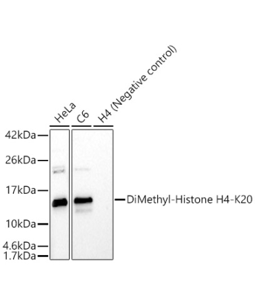DiMethyl-Histone H4-K20 Rabbit Polyclonal Antibody