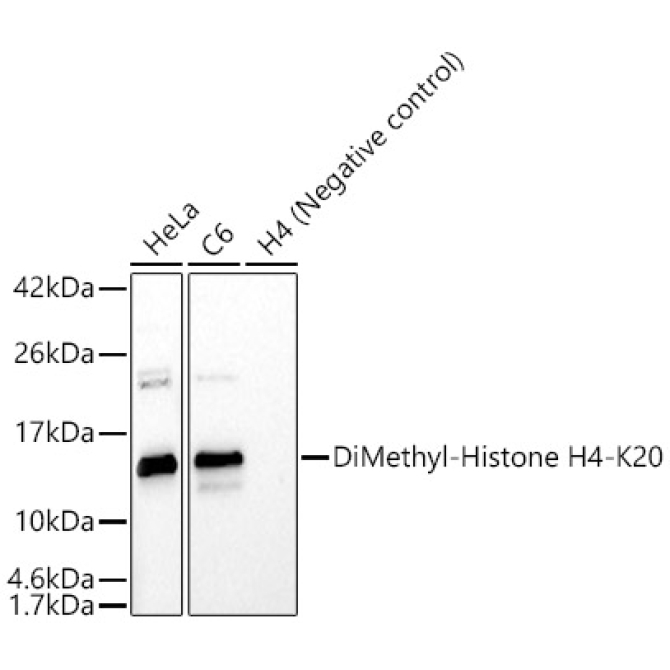 DiMethyl-Histone H4-K20 Rabbit Polyclonal Antibody