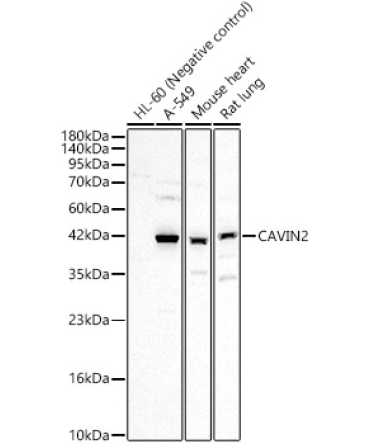 CAVIN2 Rabbit Polyclonal Antibody