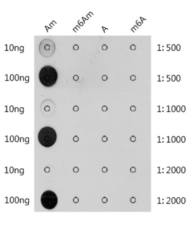 2'-O-methyladenosine / Am Rabbit Polyclonal Antibody