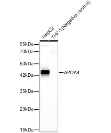 APOA4 Rabbit Monoclonal Antibody