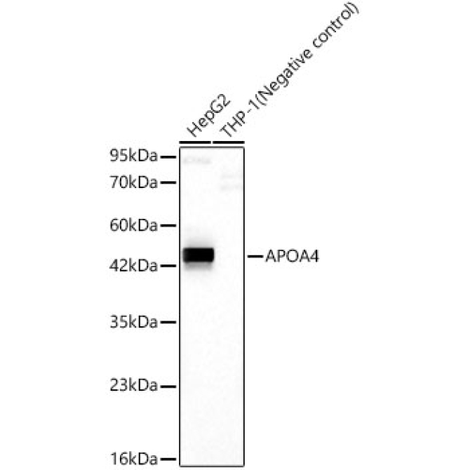 APOA4 Rabbit Monoclonal Antibody