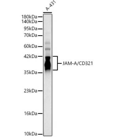 JAM-A/CD321 Rabbit Polyclonal Antibody