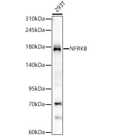 NFRKB Rabbit Monoclonal Antibody