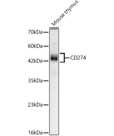 CD274 Rabbit Monoclonal Antibody