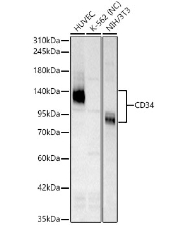 CD34 Rabbit PolyMonoclonal Antibody?