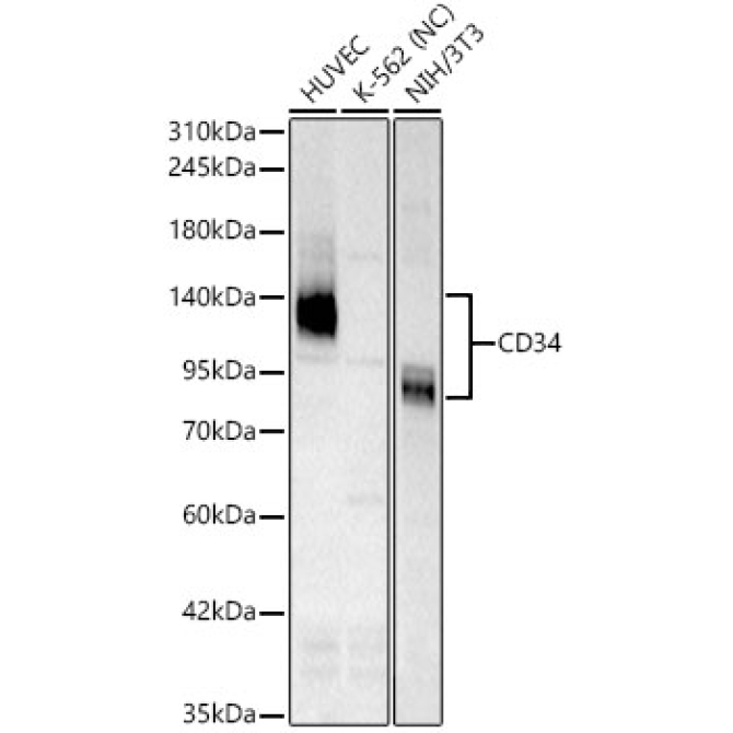 CD34 Rabbit PolyMonoclonal Antibody?