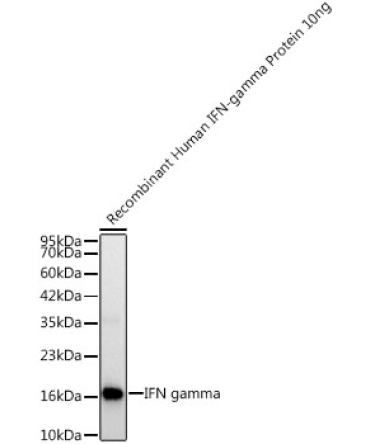 IFN gamma Rabbit PolyMonoclonal Antibody?