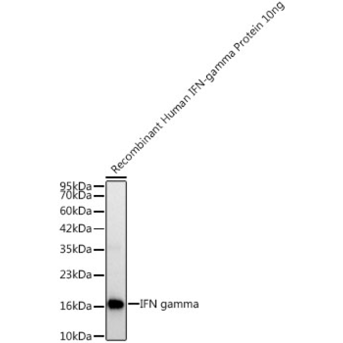 IFN gamma Rabbit PolyMonoclonal Antibody?