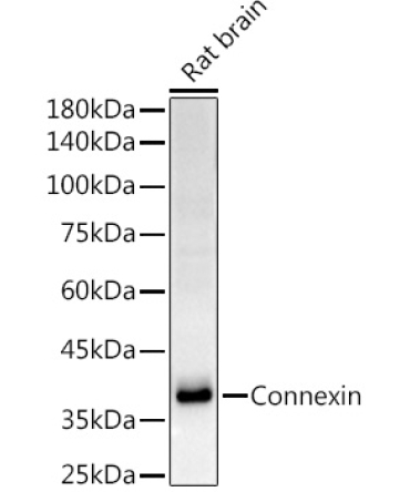 Connexin 43 Rabbit PolyMonoclonal Antibody?