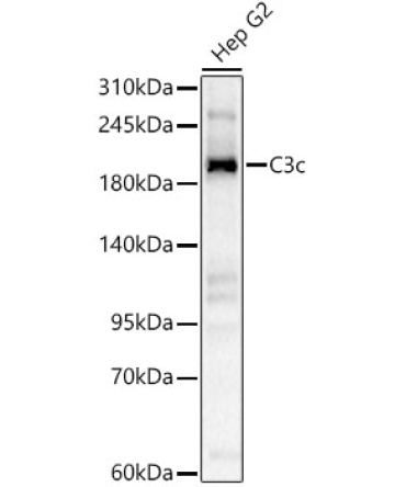 C3c Rabbit Polyclonal Antibody