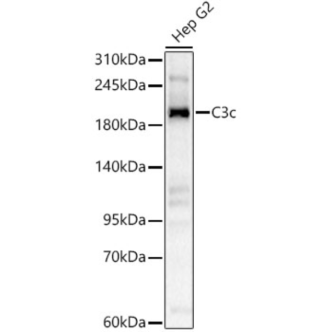 C3c Rabbit Polyclonal Antibody