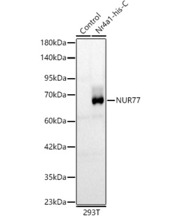 NUR77 Rabbit Polyclonal Antibody