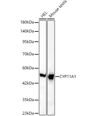CYP11A1 Rabbit Monoclonal Antibody