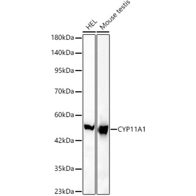 CYP11A1 Rabbit Monoclonal Antibody