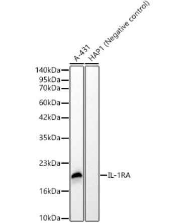 IL-1RA Rabbit Monoclonal Antibody
