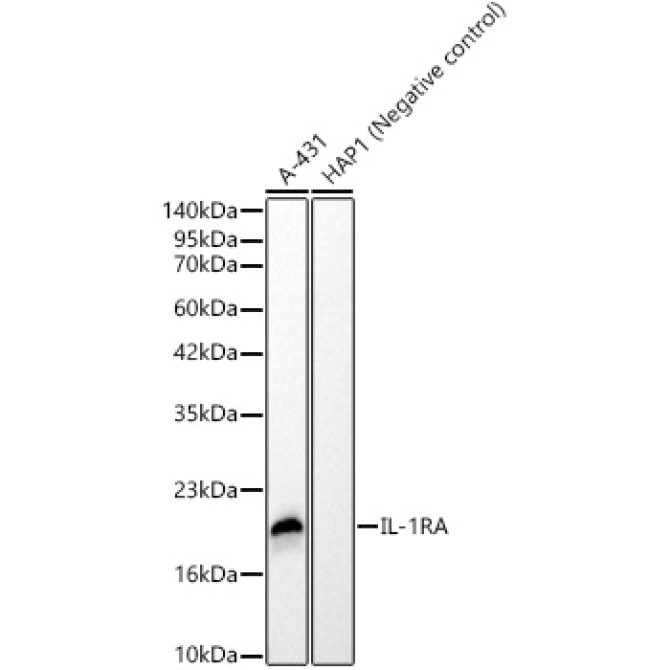IL-1RA Rabbit Monoclonal Antibody