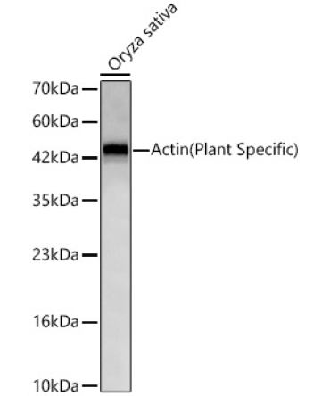Actin(Plant Specific) Rabbit Monoclonal Antibody