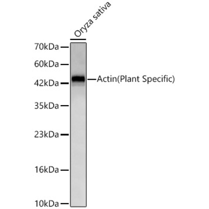 Actin(Plant Specific) Rabbit Monoclonal Antibody