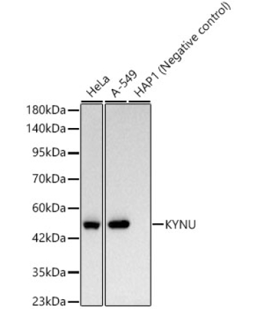 KYNU Rabbit Monoclonal Antibody