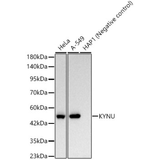 KYNU Rabbit Monoclonal Antibody