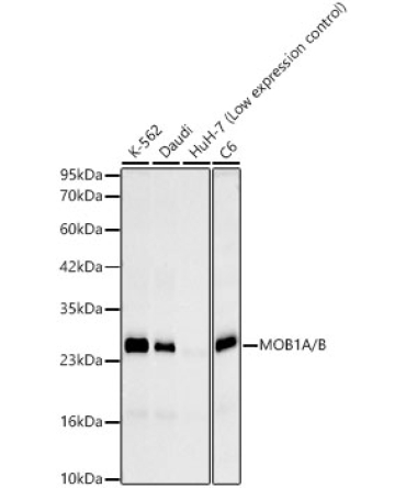 MOB1A/B Rabbit Monoclonal Antibody