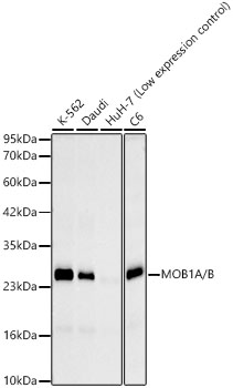 MOB1A/B Rabbit Monoclonal Antibody
