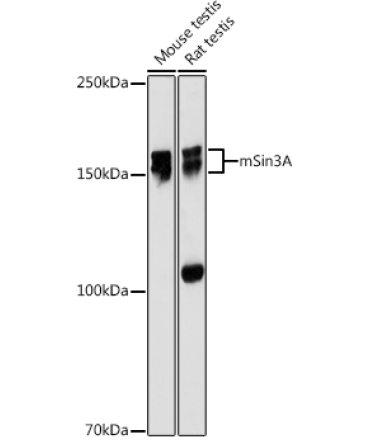 mSin3A Rabbit Monoclonal Antibody