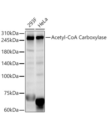 Acetyl-CoA Carboxylase Rabbit Polyclonal Antibody