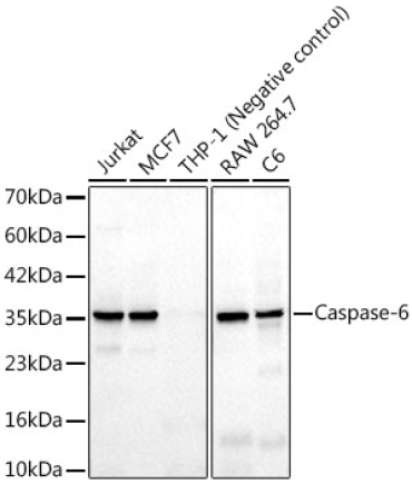 Caspase-6 Rabbit Monoclonal Antibody