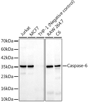 Caspase-6 Rabbit Monoclonal Antibody