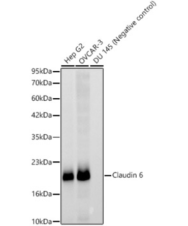 Claudin 6 Rabbit Monoclonal Antibody