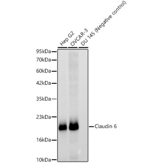 Claudin 6 Rabbit Monoclonal Antibody
