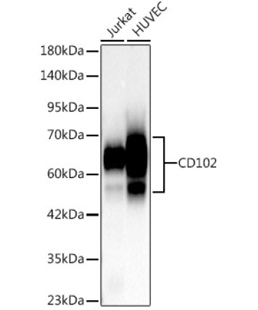 CD102 Rabbit PolyMonoclonal Antibody?