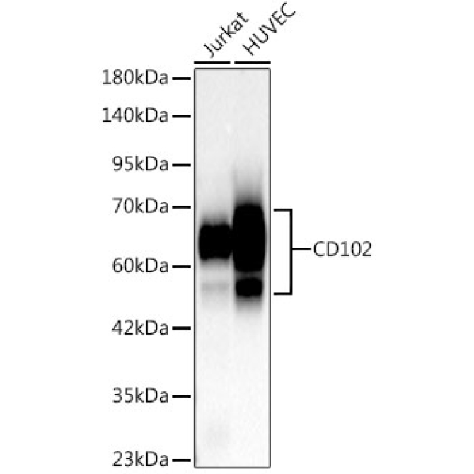 CD102 Rabbit PolyMonoclonal Antibody?