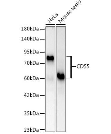CD55 Rabbit PolyMonoclonal Antibody?