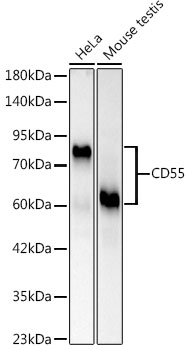 CD55 Rabbit PolyMonoclonal Antibody?