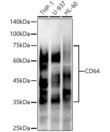 CD64 Rabbit Monoclonal Antibody