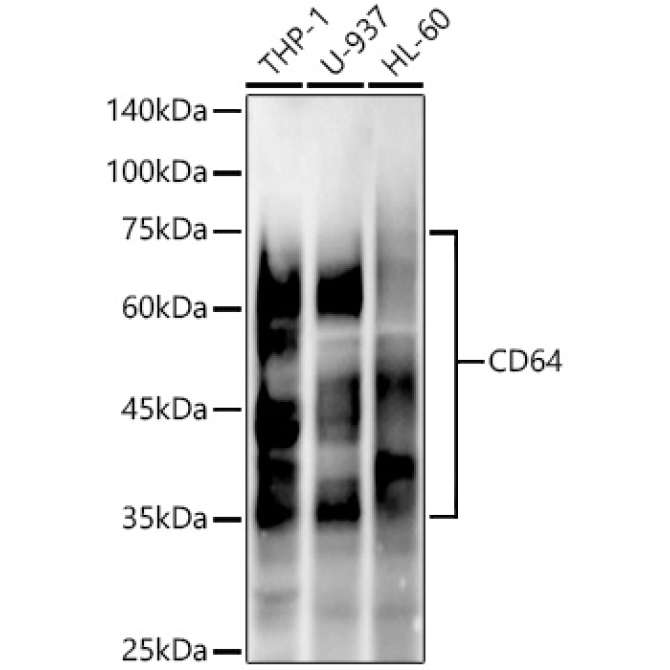 CD64 Rabbit Monoclonal Antibody