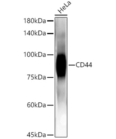 CD44 Rabbit Monoclonal Antibody