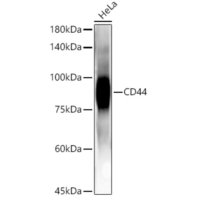 CD44 Rabbit Monoclonal Antibody