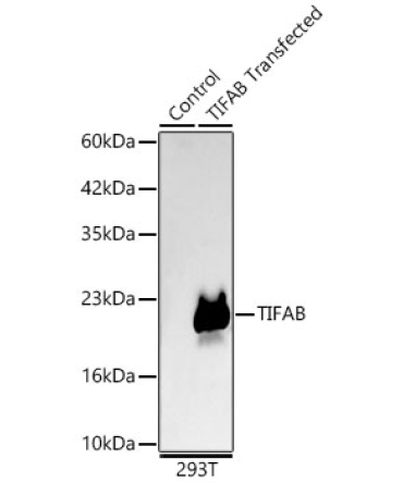 TIFAB Rabbit Monoclonal Antibody [KD Validated]