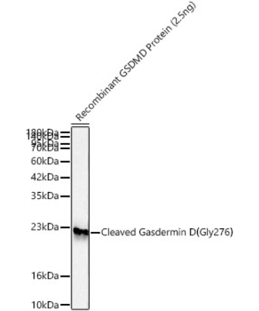 GSDMD (Full length+C terminal)Rabbit Polyclonal Antibody